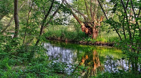 Immerse yourself in the Leipzig Alluvial Forest Day on April 16 / Symbolic image: © pixabay.com