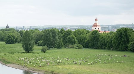 Drježdźany wužiwa za hladanje połobskich łukow tež wowcy.  / Foto: Sebastian Kahnert/dpa