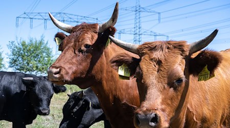 A nature trail on pasture farming has been created at Lake Bockwitz. (Archive photo) / Photo: Hendrik Schmidt/dpa