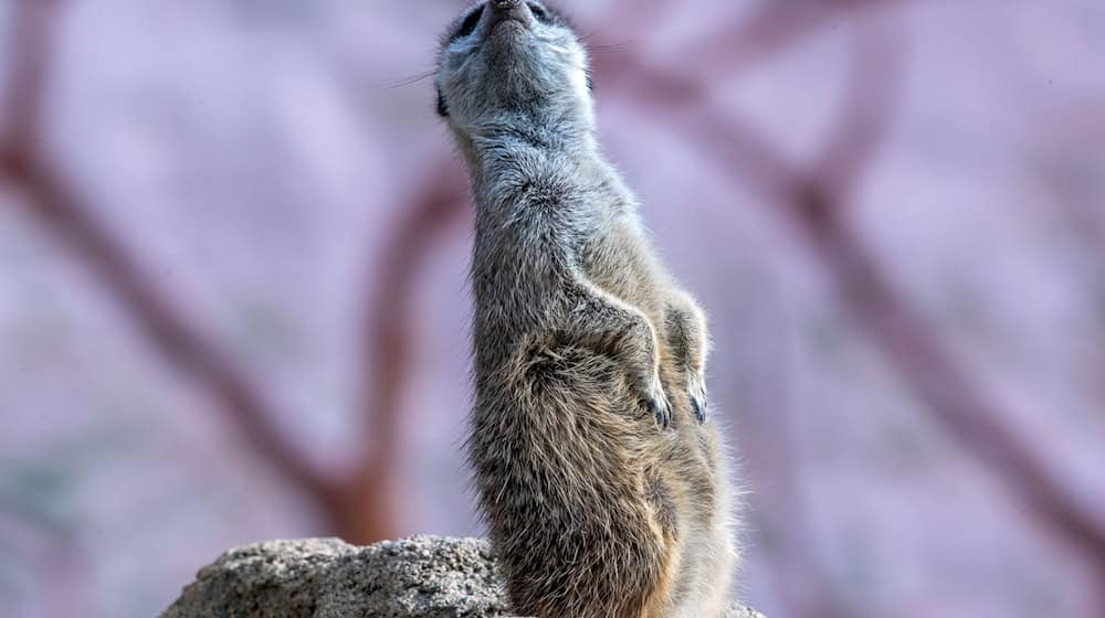 The Hoyerswerda meerkat clan now has 15 family members. (Archive photo) / Photo: Jens Büttner/dpa-Zentralbild/ZB